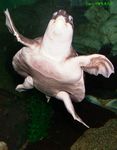 ǹ