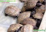 ڹ꣬ͼƬԴwww.yf1234.com